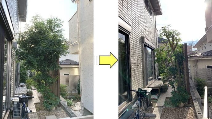 シマトネリコの枝が通路をふさいできてしまったと剪定作業ご依頼