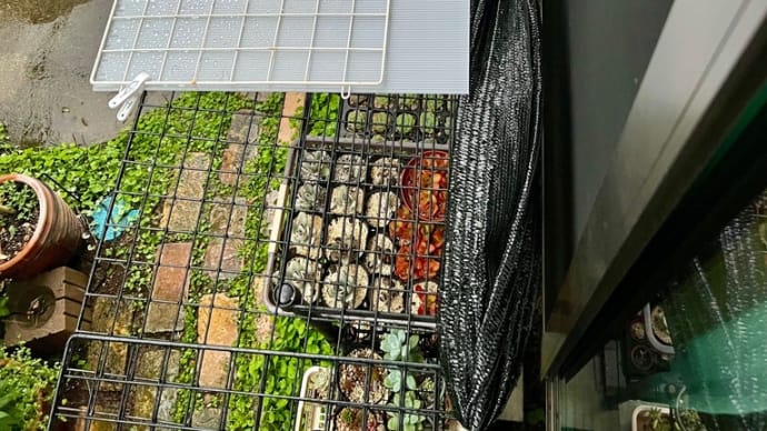 降り続く雨*植物の置き場を梅雨バージョンへ模様替え〜2024.6.22