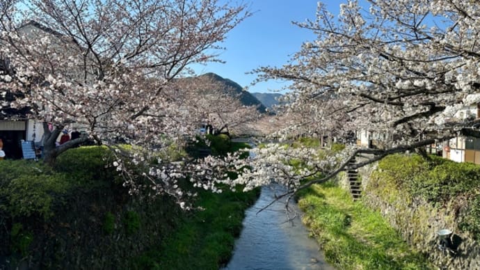 一ノ坂川の桜はまだ五分咲き