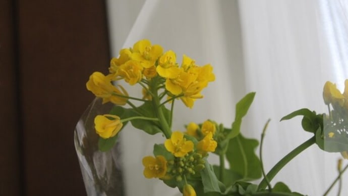 菜の花スケッチ