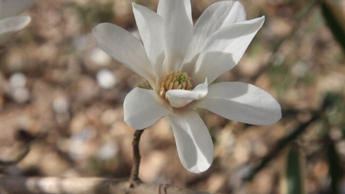 芽吹く前の白い花はよく目立つ