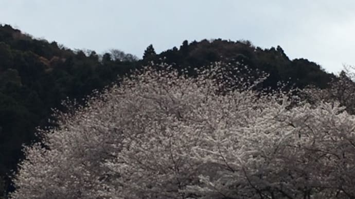 歩いた歩いた