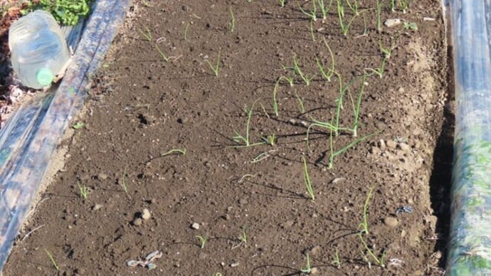 太陽熱土壌処理した畝での直播きタマネギ栽培　2023　籾殻を撒く
