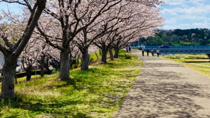 桜・2022