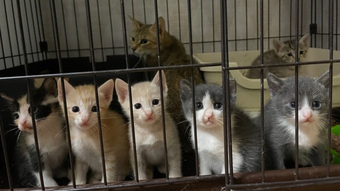 教えて!黒猫せんせい【正しく生きるとはどういう事ですか?】