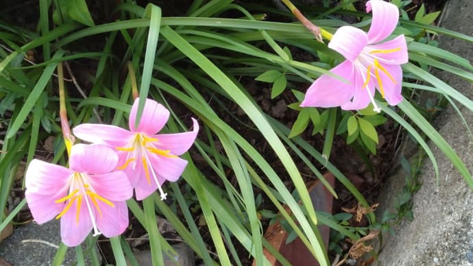 散歩途中の花と、庭の花 続き