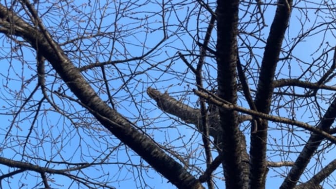 寒いです❗️いつになったら、桜が咲くのか。ようやく梅が満開に。