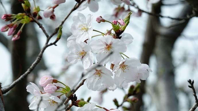 下蒲刈、弘願寺と大平山の桜