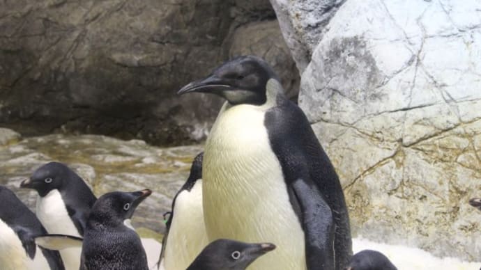 皇帝ペンギンの保育士ふう