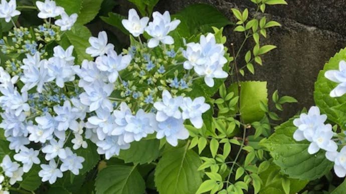 紫陽花の不思議・・・テマリ化?!