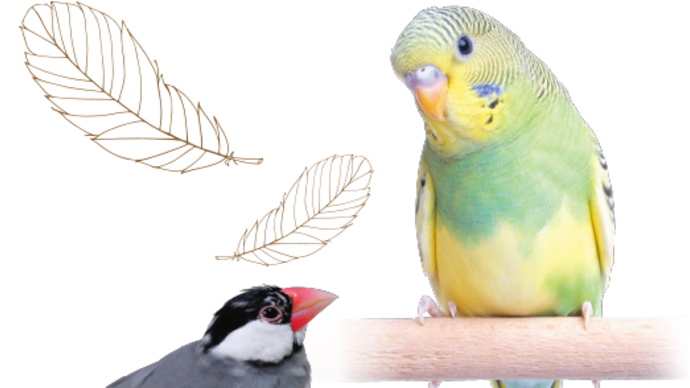 あれってそれってどんな種類が居るの ~ フィンチ類と呼ばれる鳥類