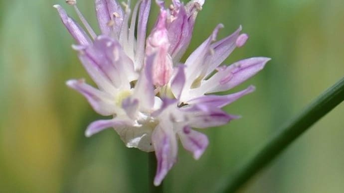 鉢植えの「シロウマアサツキ」