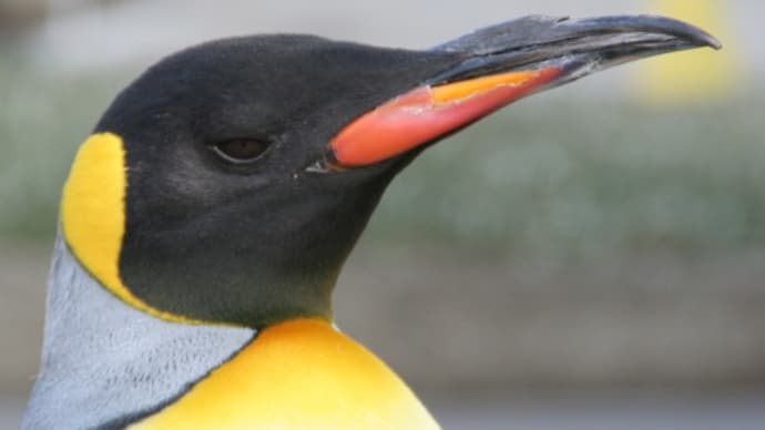 王様ペンギンのクチバシ、年齢による変化 3