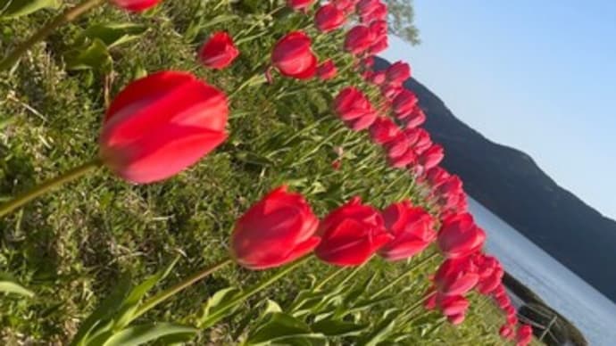 芦ノ湖にある「湖畔の一本桜」が見頃を迎えております!自然薯農家レストラン 山薬 宮城野本店