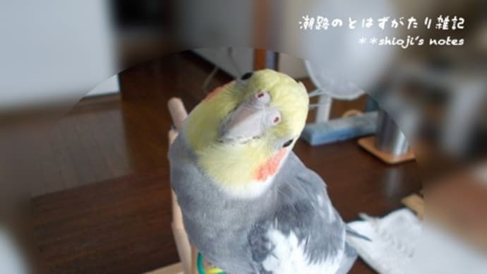 どこに行ったんだろう…2