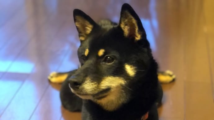 シャンプーしたワン🐶❣️