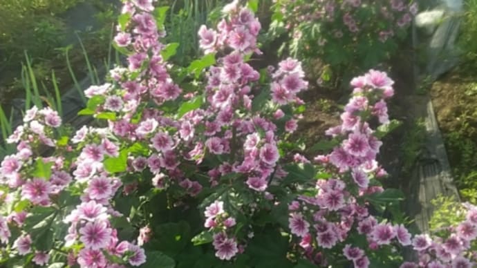 『青くて透明な花のハーブ茶』