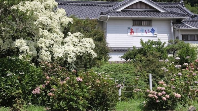神宮寺(あじさい寺)