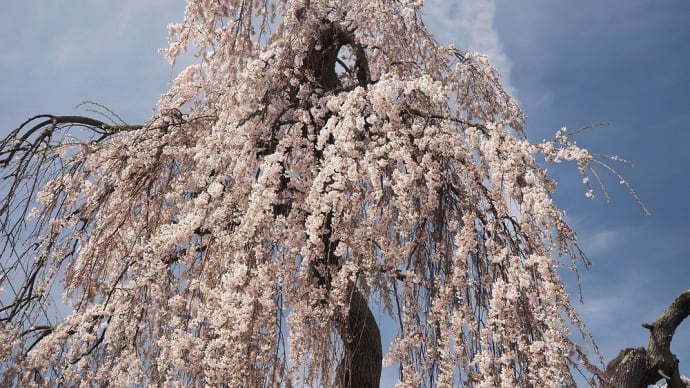 ★安曇野市の桜(三郷南小倉の枝垂れ桜②)2022