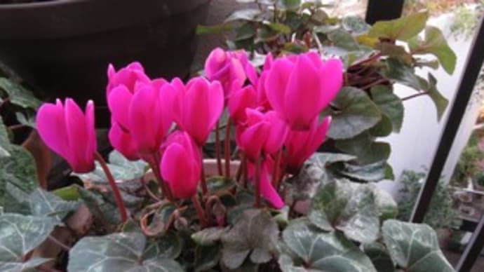 一口サイズ？　桜餅