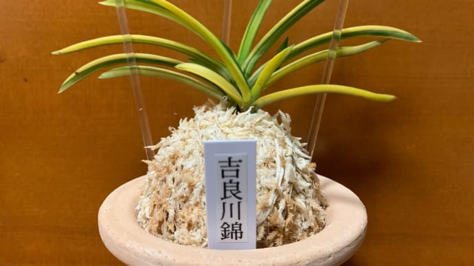 吉良川錦 B