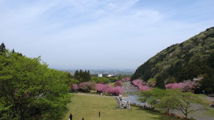 だんだん公園の八重桜 Ⅰ