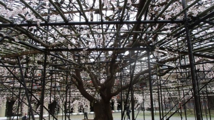 2025/03/31 お疲れの枝垂れ桜