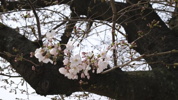 やっと開花が始まったかな　北九州市の桜