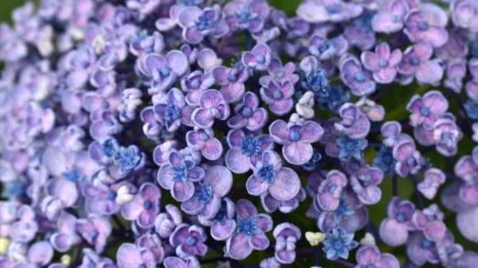 うすむらさき色のうずの花。