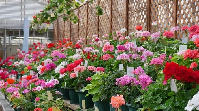 広島市植物公園のゼラ展、開催中!