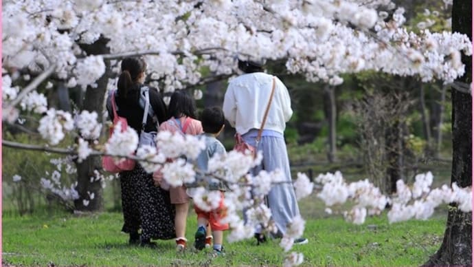 2022桜便り2 長居植物園の桜