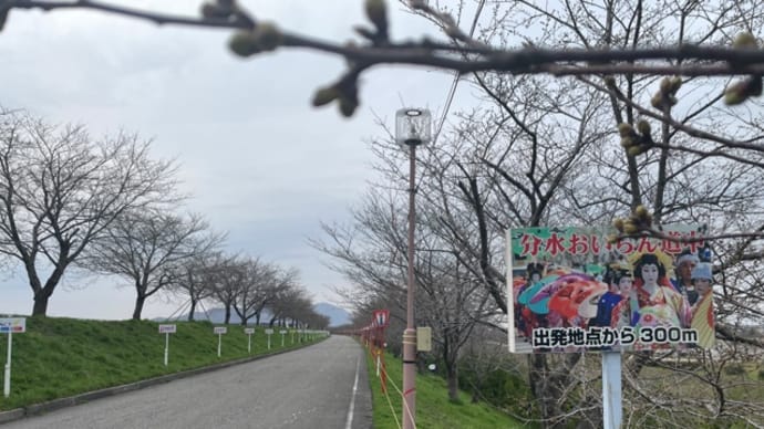 土手の桜