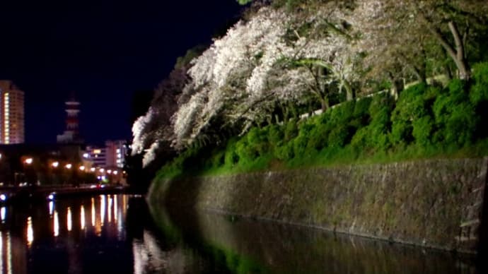 駿府城公園の桜のライトアップ