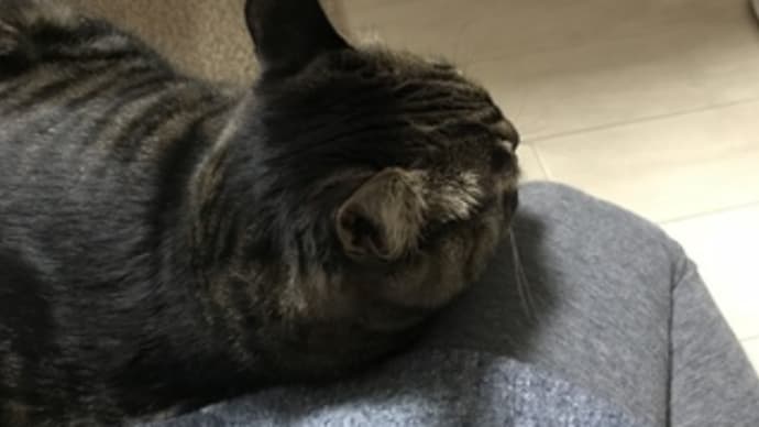猫との一日♪