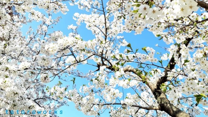 どこの桜でも桜は美しいよ