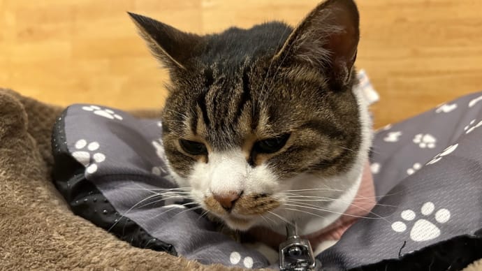 看板猫がいるお店で猫飲み はやちゃんち 2 (2305)