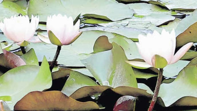 奈良の名勝「依水園」でスイレン見頃…「花がきれいな午前中がおすすめ」　2022年6月1日（水）