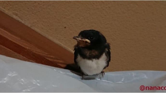 我が家にやって来た珍客ちゃんの巻