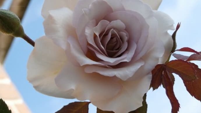 開花待ちの秋薔薇達と冬の草花との入れ替え!&また体調不良