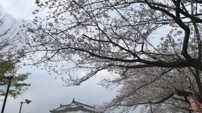 駿府城公園の桜