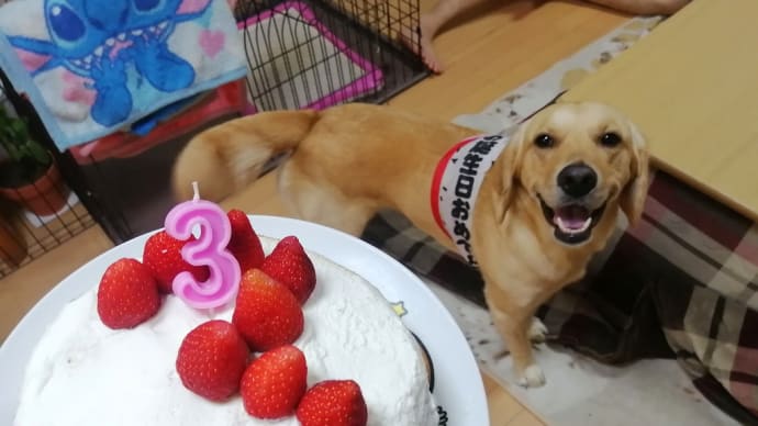 ぽっちゃん3歳のお誕生日特集🎂