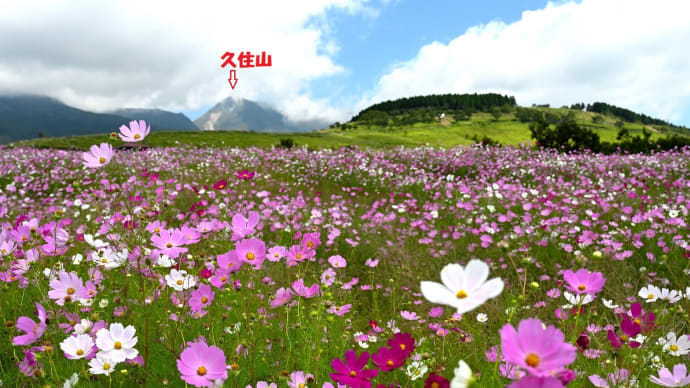 久住山を背景に コスモス揺れる ~ 高原の秋風景。