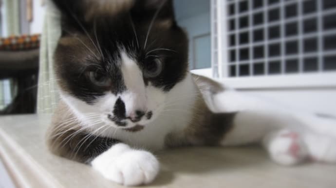 ねこ日記と主のつぶやき すみません