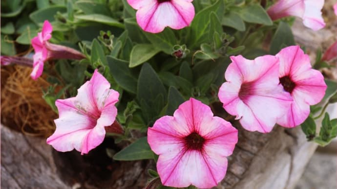 スーパーチュニアも植え時ですか?<新しいチュニアと持ち越しのチュニア>