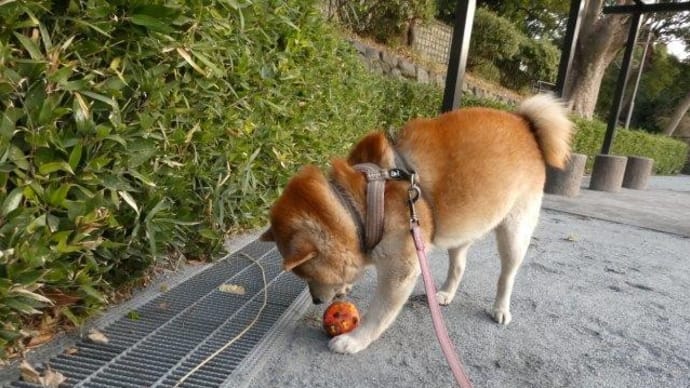 柴犬・空海くんと　アビィちゃん　は　年の差カップル！？
