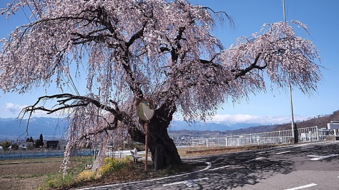 ★松本市郊外で歩いて巡る桜🌸(里山辺の一本の枝垂れ桜)2025