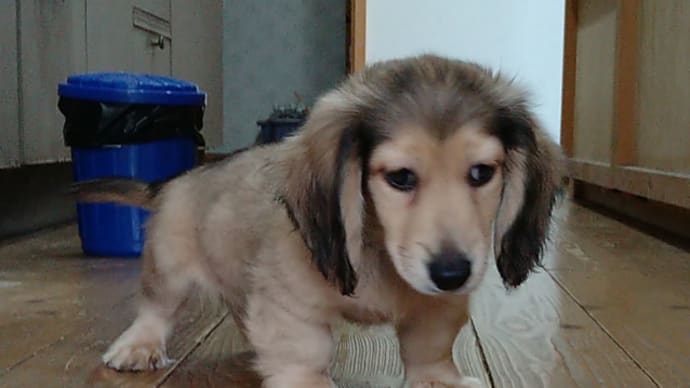 ダックスの仔犬を選ぶ時