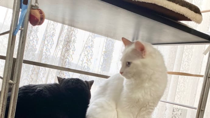 どうしてもトノのそばにいたいヒメ