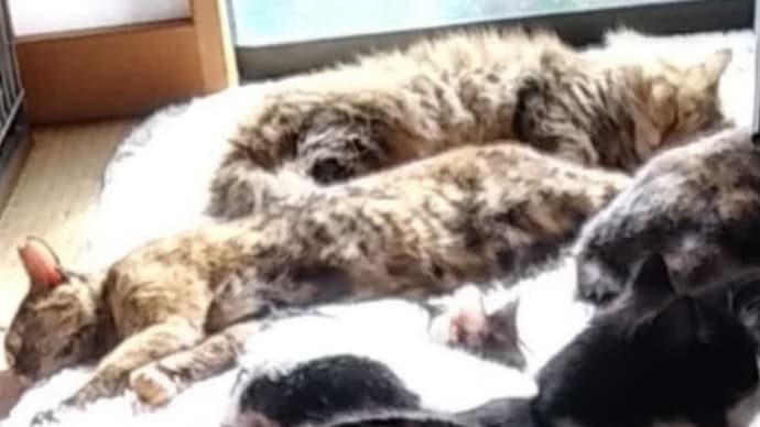 人がいても眠る😪