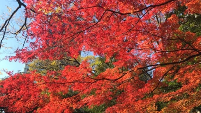 小石川後楽園へ紅葉を見に行きました